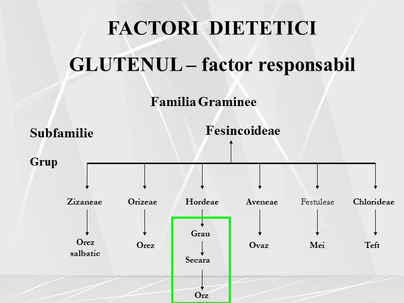 FACTORI  DIETETICI GLUTENUL – factor responsabil  Familia Graminee Subfamilie Grup Zizaneae Orizeae